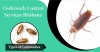 Cockroach Control Brisbane