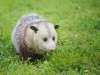 Possum Removal Canberra