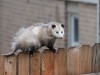 247 Possum Removal Melbourne