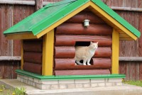 7 Outdoor Cat House For Perfect Shelter! (With Imp. Features)