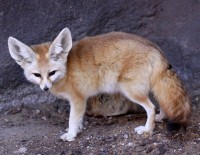 Real facts about the fennec fox