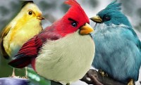 Angry Birds Characters: Real Angry Birds Species From All Around the Globe 