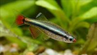 All You Need to Know About White Cloud Mountain Minnow Fish