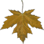 leaf_02.png