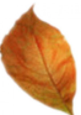 leaf.png