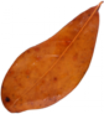 leaf01.png