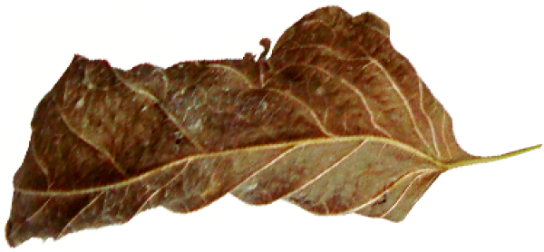 leaf_05.png