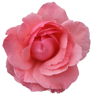 flower2.png