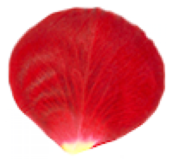 花瓣1.png