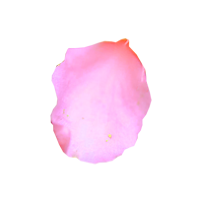 pinkFlower_b.png