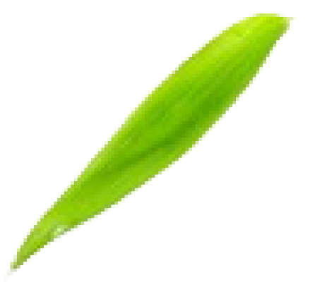 leaf.png