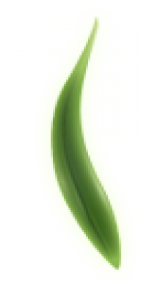 bamboo_leafe.png