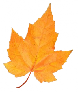 golden-maple-leaf_2636459.png