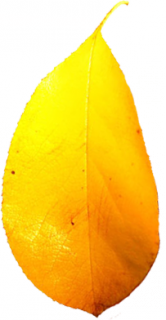 leaf2.png