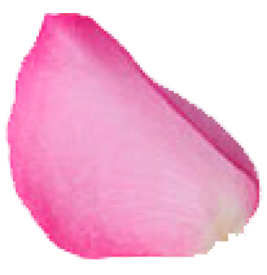 petal_3.png