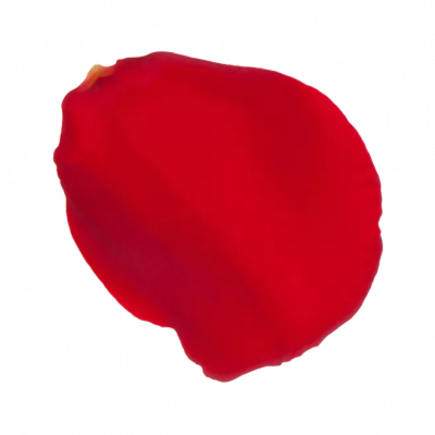 玫瑰花瓣.png