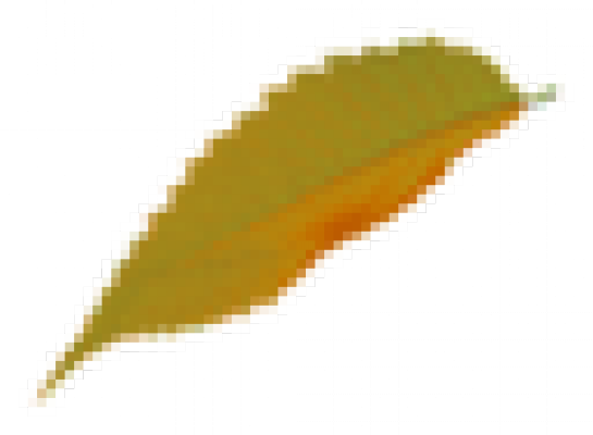 leaf3.png