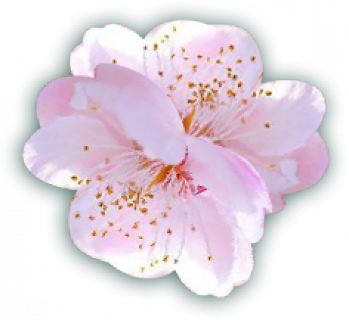 spring_flower.png