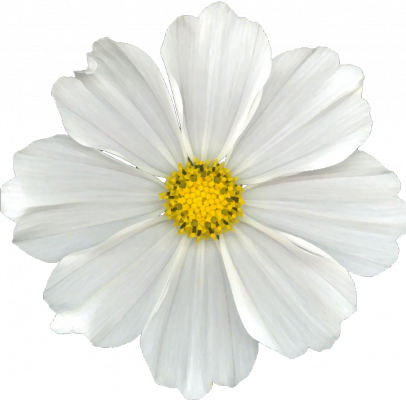 white flower.png