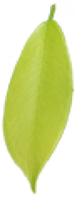 Leaf2.png