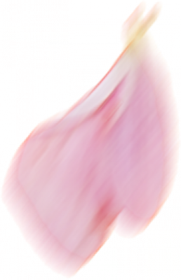 花瓣02.png