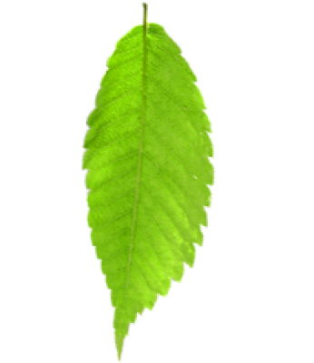 particle_leaf.png