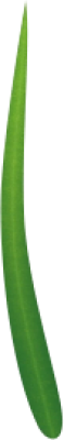 grass1.png