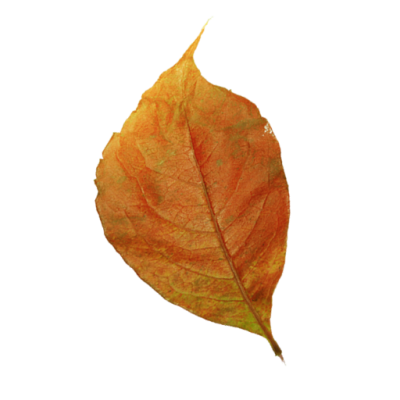 leaf.png