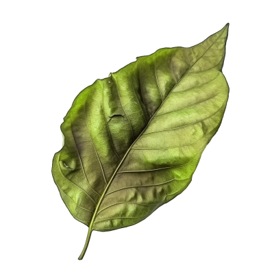 Leaf 2.png