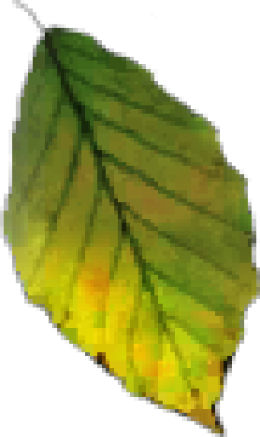 vx_leaf_04.png