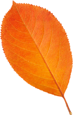 leaf2.png