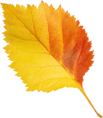 leaf3.png