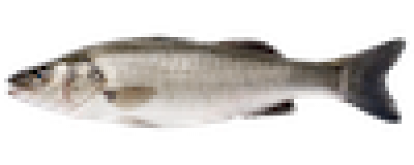 branzino.png